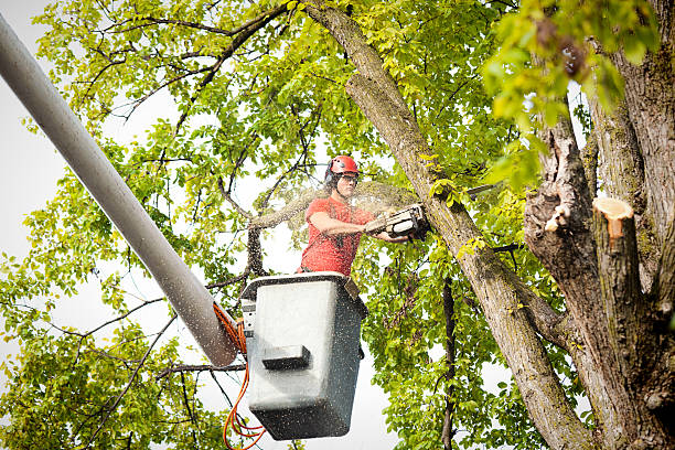 Best Tree Health Inspection  in Massac, KY
