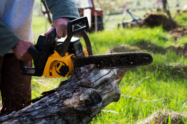  Massac, KY Tree Care Pros